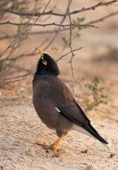 Common Myna at Hamala, Bahrain