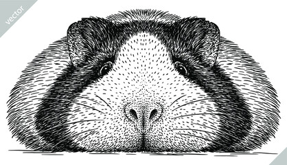 black and white engrave isolated guinea pig vector illustration - obrazy, fototapety, plakaty