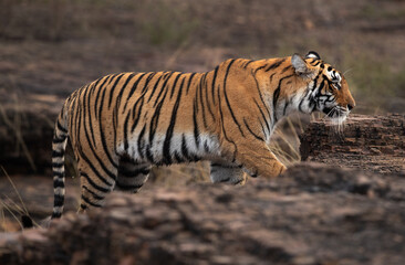 Fototapeta na wymiar Tigress moving on the rock at Ranthambore Tiger Reserve, India