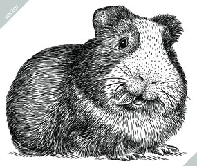 black and white engrave isolated guinea pig vector illustration - obrazy, fototapety, plakaty