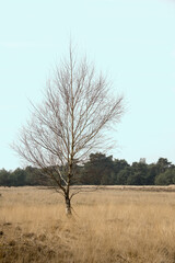 Fototapeta na wymiar single birch tree