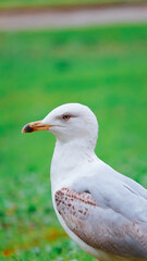 Side view white seagull, portrait bird in the garden.  