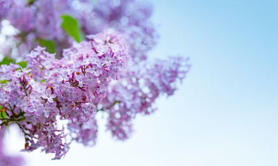 Branch with spring lilac flowers in garden isolated on sky background.