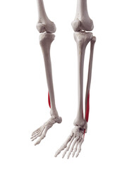 3d rendered medically accurate muscle illustration of the peroneus brevis