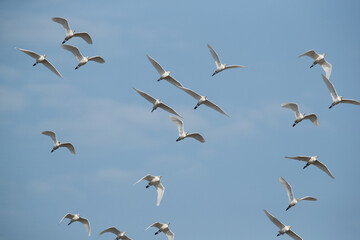 A flock of Cattle Egrets in flight at Buri farm, Bahrain