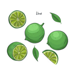 Lime fruit sketch vector illustration.