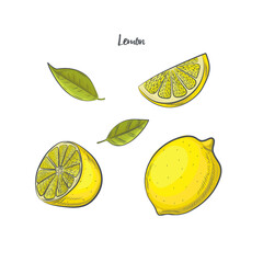 Lemon fruit sketch vector illustration. - 487082983