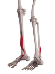 3d rendered medically accurate muscle illustration of the peroneus brevis