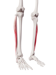 3d rendered medically accurate muscle illustration of the peroneus longus