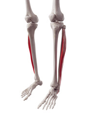 3d rendered medically accurate muscle illustration of the peroneus longus