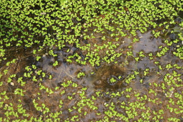 Obraz na płótnie Canvas Stagnant water with lots of small green leaves plant