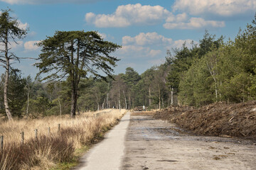 Obraz premium path in the forest