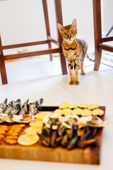 Oriental cat looks at camera and stands on white floor. Variety of seafood in foreground.
