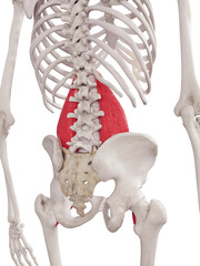 3d rendered medically accurate muscle illustration of the psoas major