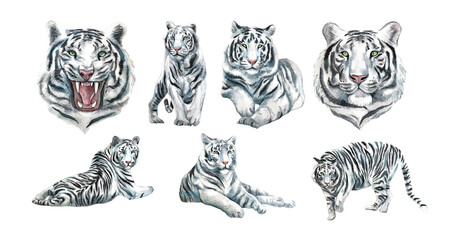 Set of Predatory animal white tiger