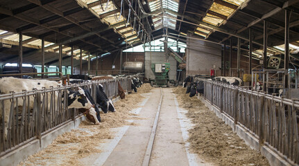 morre cows inside farmers place