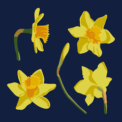 Vector bright set of yellow daffodils isolated on a dark background. Spring flowers narcissuses. Clip art for a bright holiday Easter card, poster, banner.