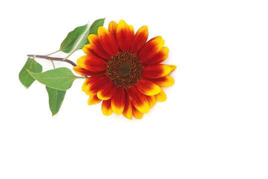 Sonnenblume auf weißem Hintergrund, 3d-Ansicht