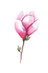 Magnolia flower. Watercolor illustration. Hand painting