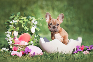 Easter dog. French Bulldog puppy sitting in egg shell next to Easter basket and colorful eggs with...