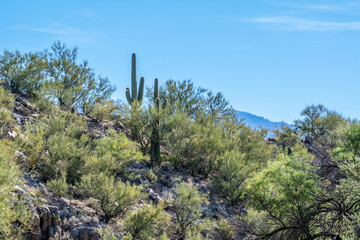A long slender Saguaro Cactus in Tucson, Arizona