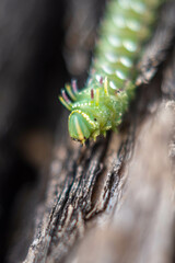 A green caterpillar in Tucson, Arizona
