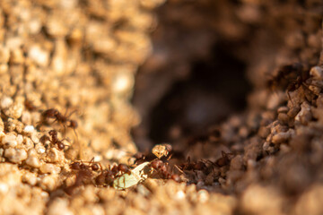 Group of Fire ants in Tucson, Arizona