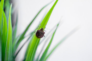 insect on green grass on white background