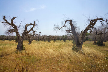 Rural landscape on Apulia between Mesagne and Torchiarolo