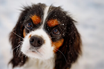Cavalier King Charles Spaniel close up. The look of a dog. Beautiful dog eyes. 