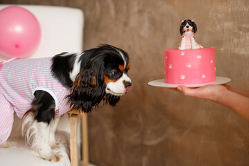 Birthday for a dog of breed Cavalier King Charles Spaniel. Happy dog eats delicious cake and licks...
