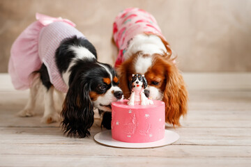Two dogs eat birthday cake. Dogs celebrate birthday. Birthday for a dog of breed Cavalier King...