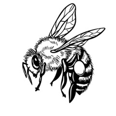 Honey bee flying. Vector engraving illustration on white background