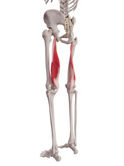 3d rendered medically accurate muscle illustration of the semimembranosus