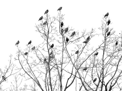 Stormo di uccelli posati sui rami di una quercia secolare 