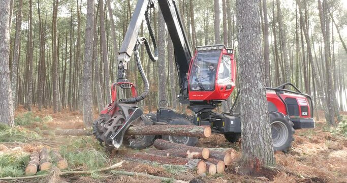 harvester machine felling a pine tree to thin out the forest