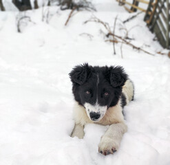 Cute dog puppy has fun playing in the snow