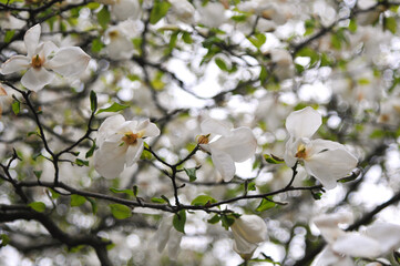 Blooming flowers of white Magnolia Stellata in the spring park . Spring festival blooming.Botanical photo outdoors