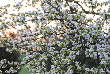 Wieczorowe kwiaty czereśni