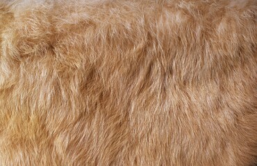 brown fur texture close-up abstract beautiful fur background