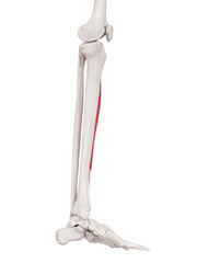 3d rendered medically accurate muscle illustration of the tibialis anterior