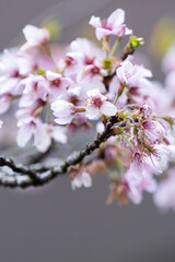 Beautiful Yoshino Sakura Cherry Blossom is blooming with sprout in Alishan National Forest Recreation Area in Taiwan.