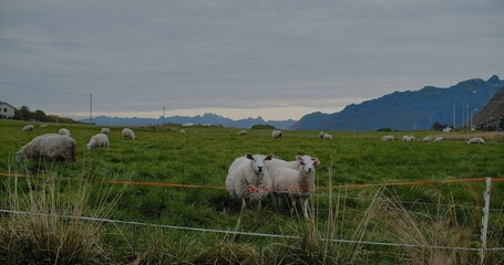 A landscape view of sheep grazing in a field at blue hour, with mountains in the background.  