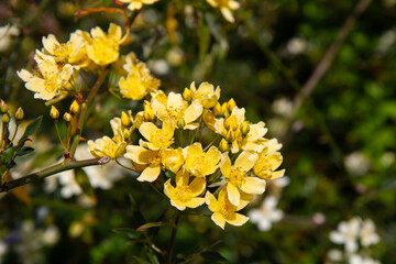 Obraz premium beautyful yellow flowers growing on the tree