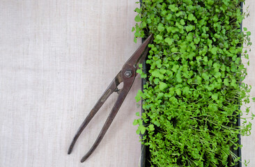 Cutting off the micro greens on the windowsill at home. Mizuna and watercress. Top view. Selective...