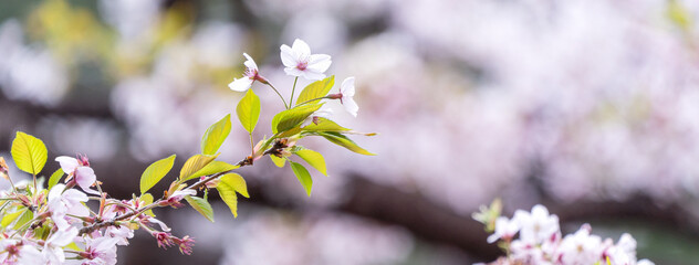 Beautiful Yoshino Sakura Cherry Blossom is blooming with sprout in Alishan National Forest Recreation Area in Taiwan.