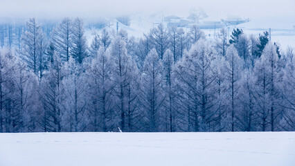 霧氷した森　冬の絶景　北海道