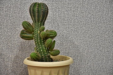 яркие и колючие цветы на праздник