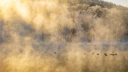 富良野　鳥沼公園　冬の朝　気嵐　絶景