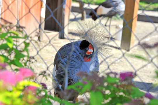 A crowned crane in a zoo cage looks out from behind the flowers   .Beautiful Grey Crowned Crane close up photo